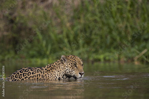 Jaguar beobachtet den Artgenossen