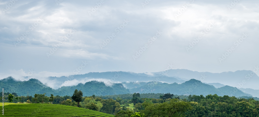 Beautiful landscape of tea field at northern of Thailand