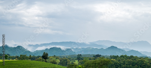 Beautiful landscape of tea field at northern of Thailand