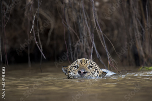 Jaguar schwimmt im Fluss