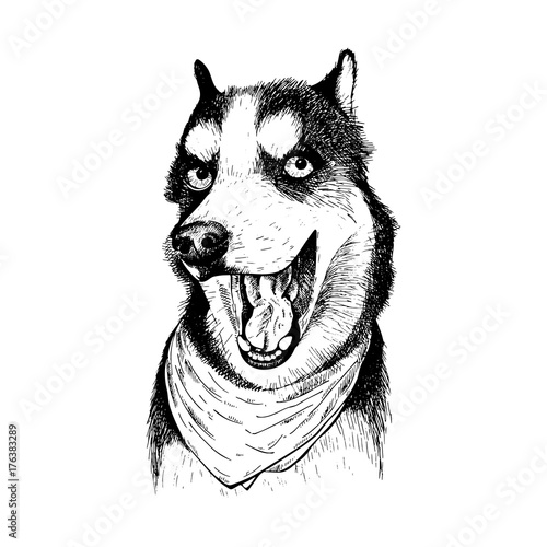 Close-up portrait of Siberian Husky dog wearing the bandana. Vector engraved art. Friendly smilling puppy isolated on white background. Pet shelter, flyer, clothing prints. Sketched poster.