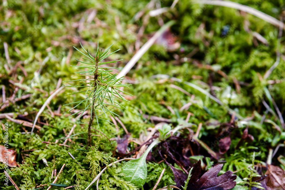 Young pines sapling tree sprout in forest Young pines sapling tree sprout in forest