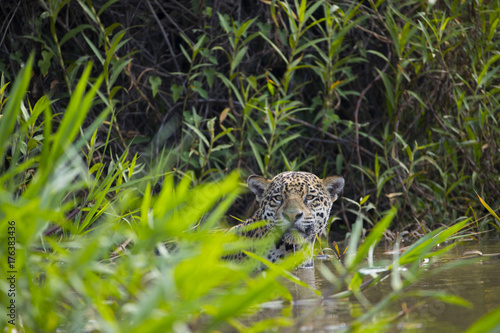 Jaguar beobachtet den Artgenossen