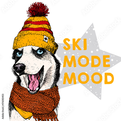 Close up vector portrait of Siberian husky dog wears beanie and scarf. Ski mode mood. Skecthed colored illustraion. Christmas, Xmas, New year. Party decoration, promotion, greeting card.