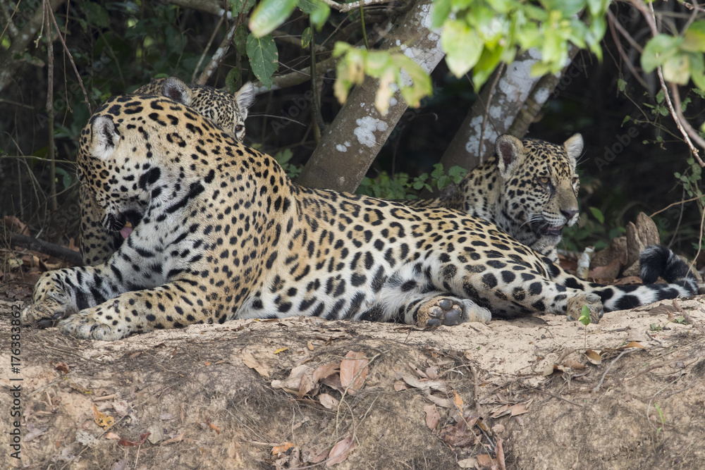 Jaguar mit Jungen putzen sich