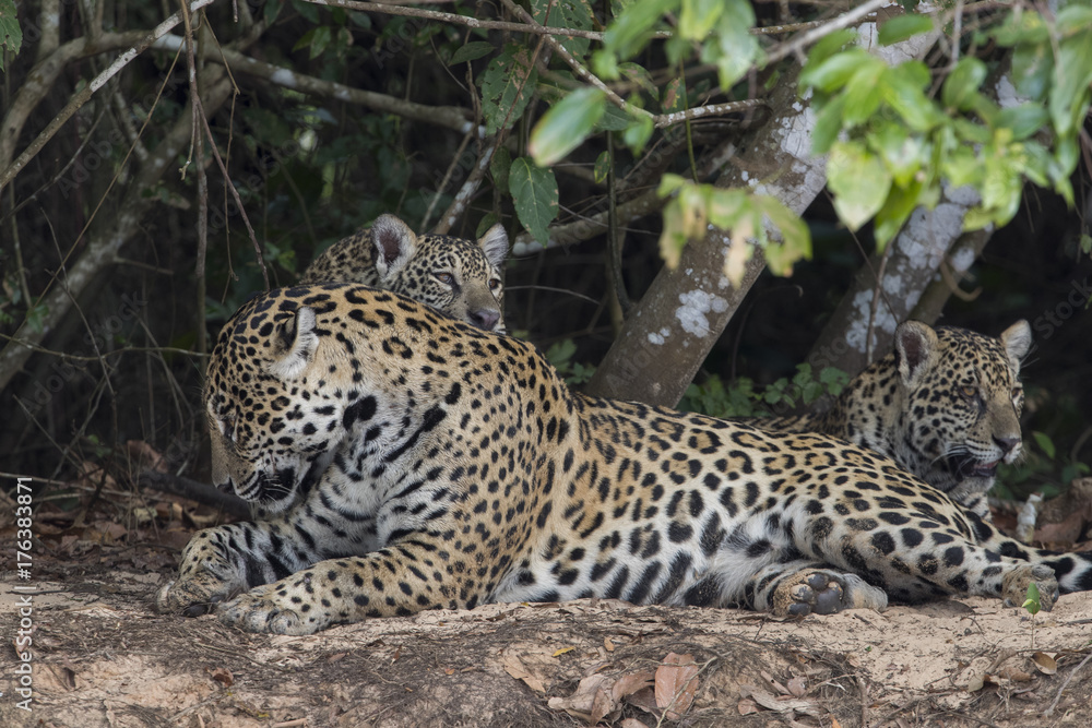 Naklejka premium Jaguar mit Jungen putzen sich