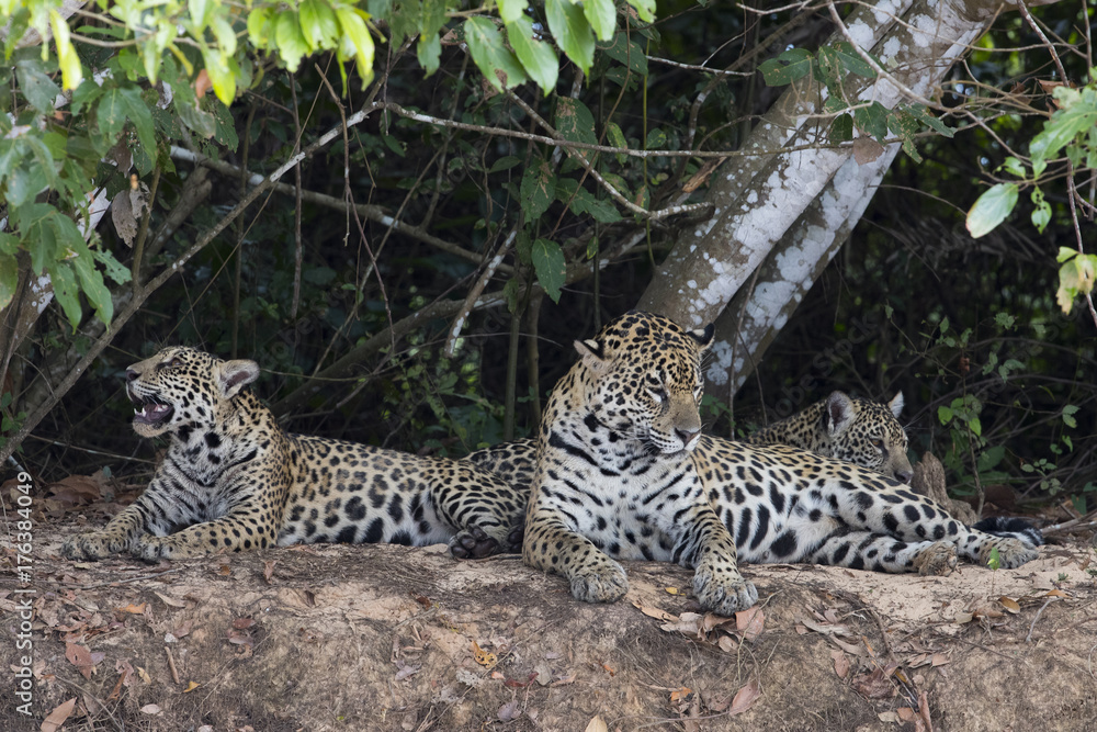 Naklejka premium Jaguar mit Jungen putzen sich