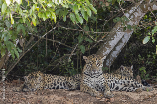 Jaguar mit Jungen ruht sich aus