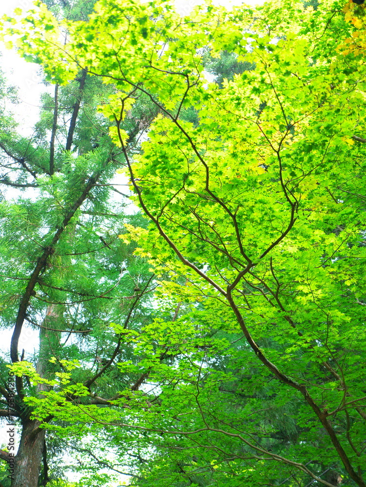 Fresh green maple Fresh green maple