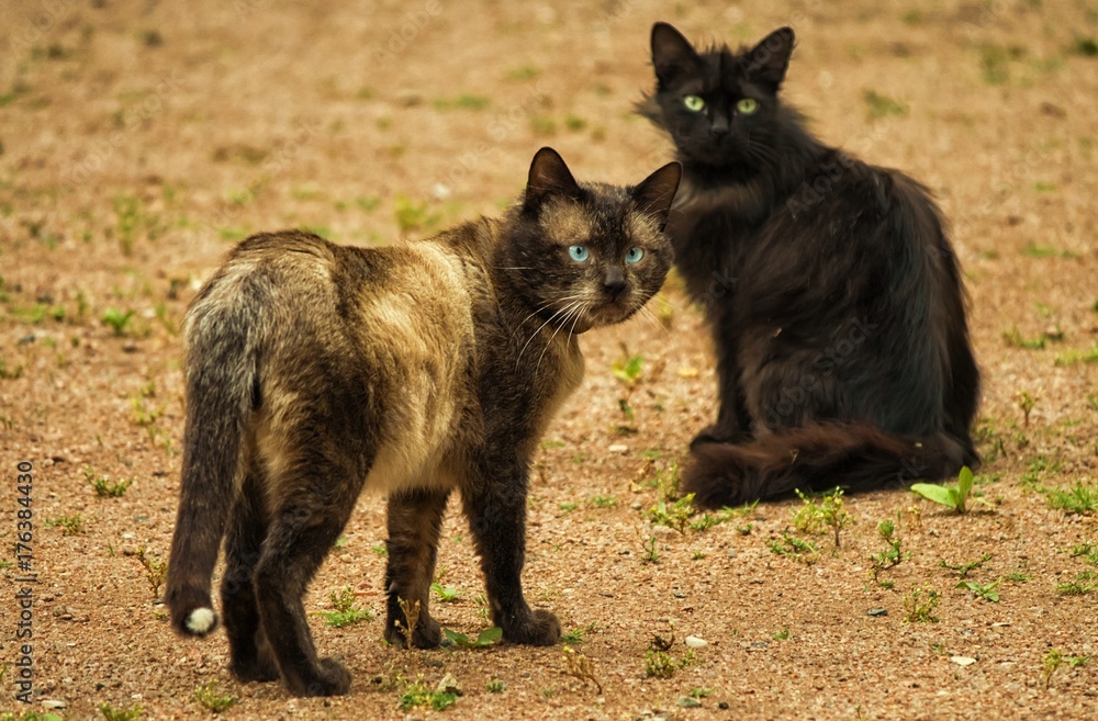Fototapeta premium mountain cats