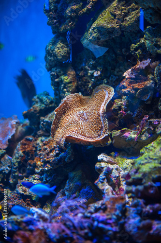 Photography Different marine animals from oceanarium