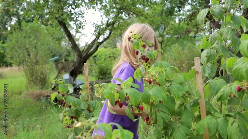the child collects raspberries
