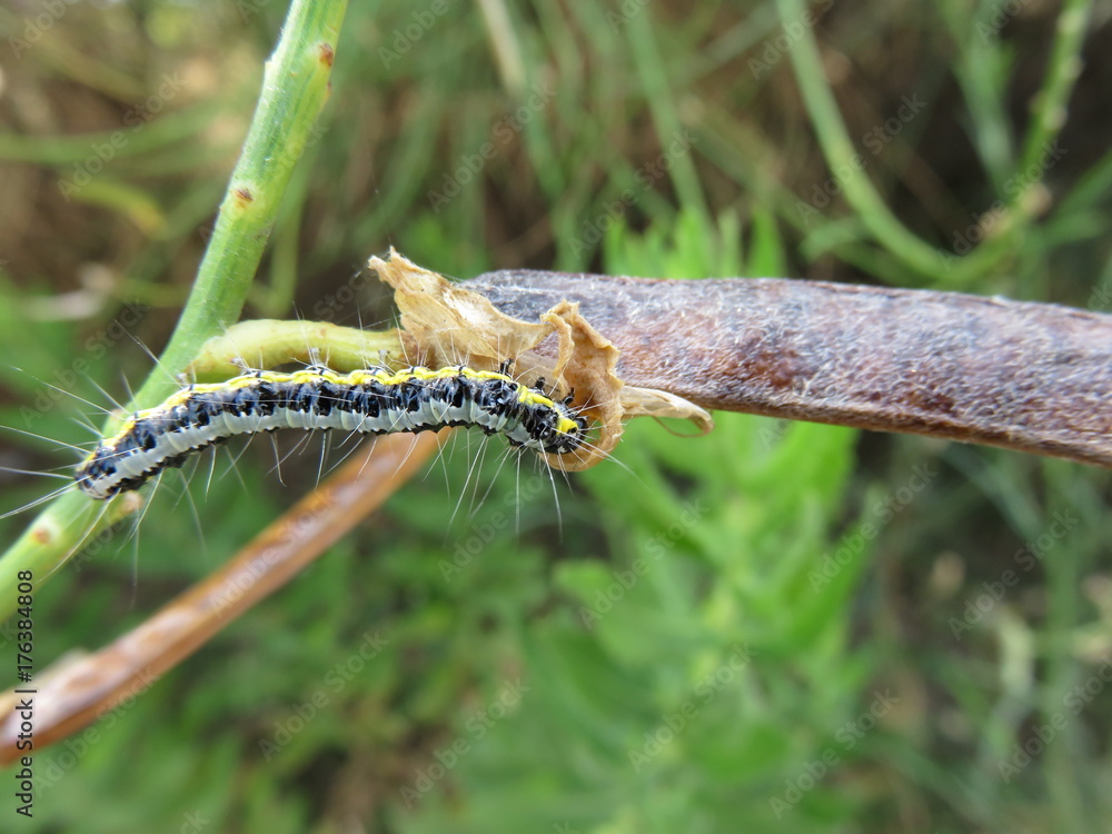 Fototapeta premium Bruco
