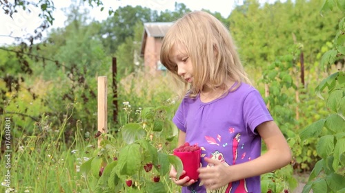 the child collects raspberries
