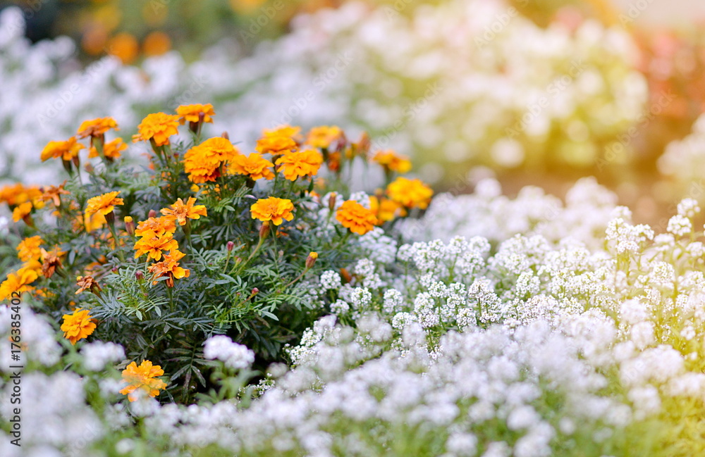 Fototapeta premium Marigold in the Garden Autumn Time Sunlight Flowers Green Background