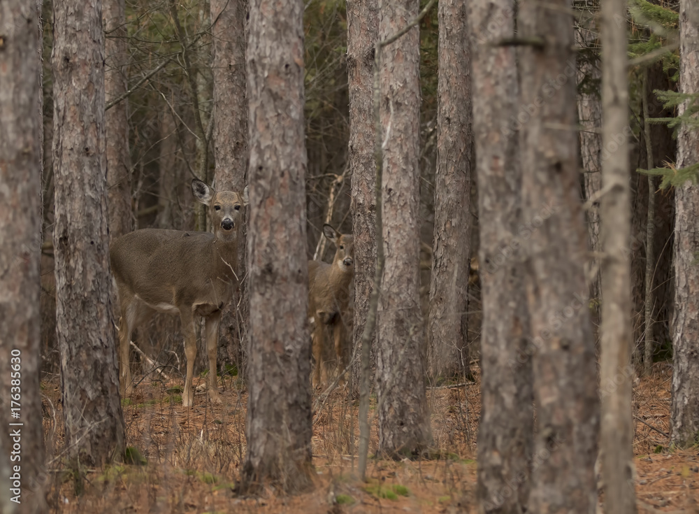 White-tailed deer in the forest in Ottawa, Canada White-tailed deer in the forest in Ottawa, Canada