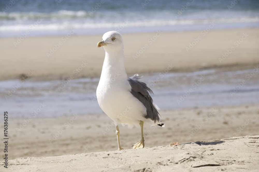 Fototapeta premium Gaviota en la playa
