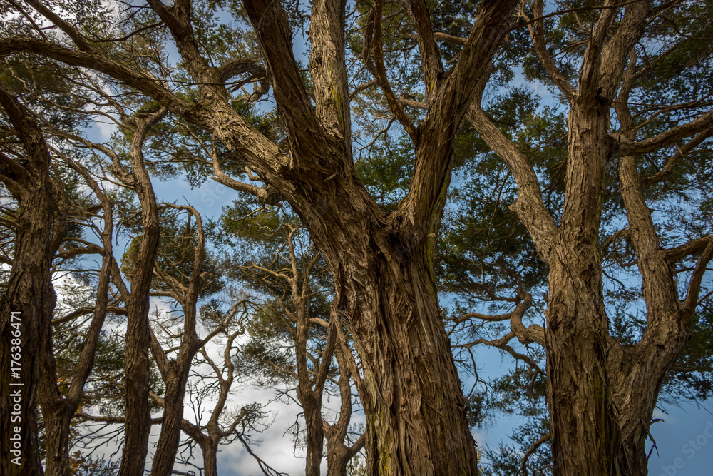 Obraz premium Tea Trees