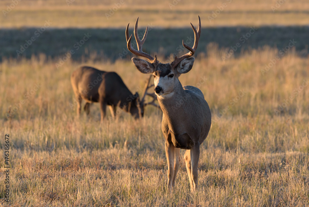 Fototapeta premium Mule Deer on the Colorado Prairie
