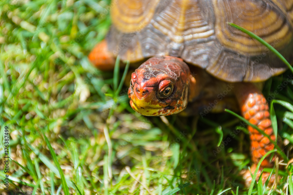 Terrapin Turtle Terrapin Turtle