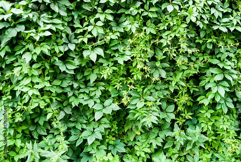 Obraz premium Cement concrete crack wall texture and green plant