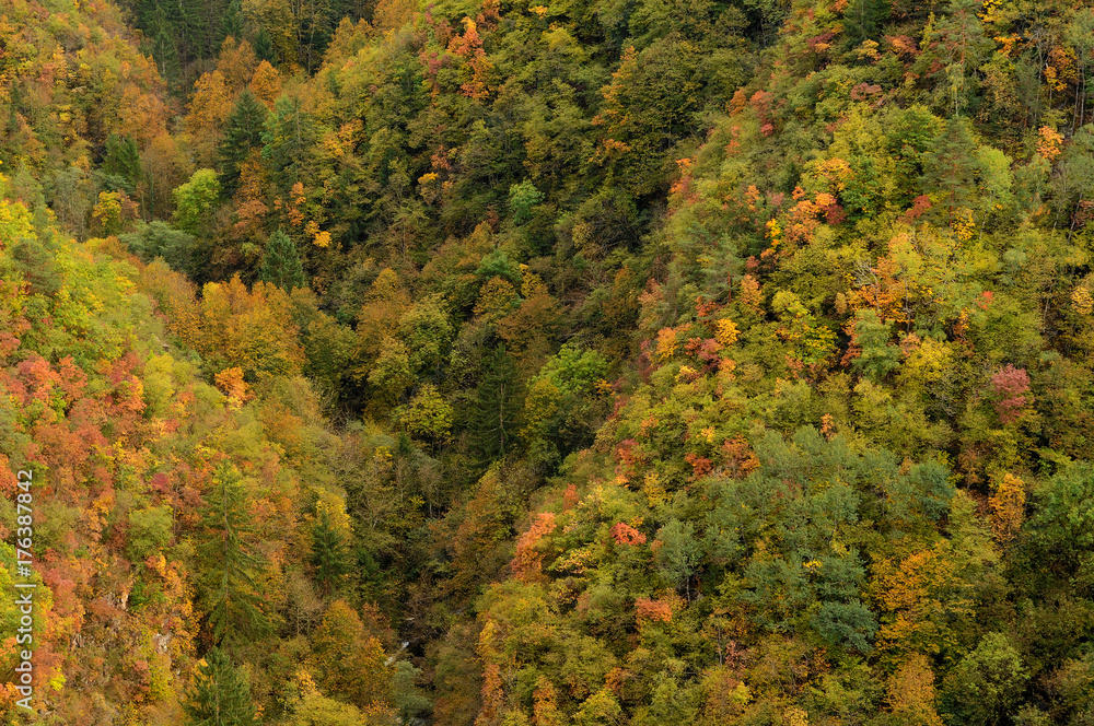 Bunter Mischwald im Herbst