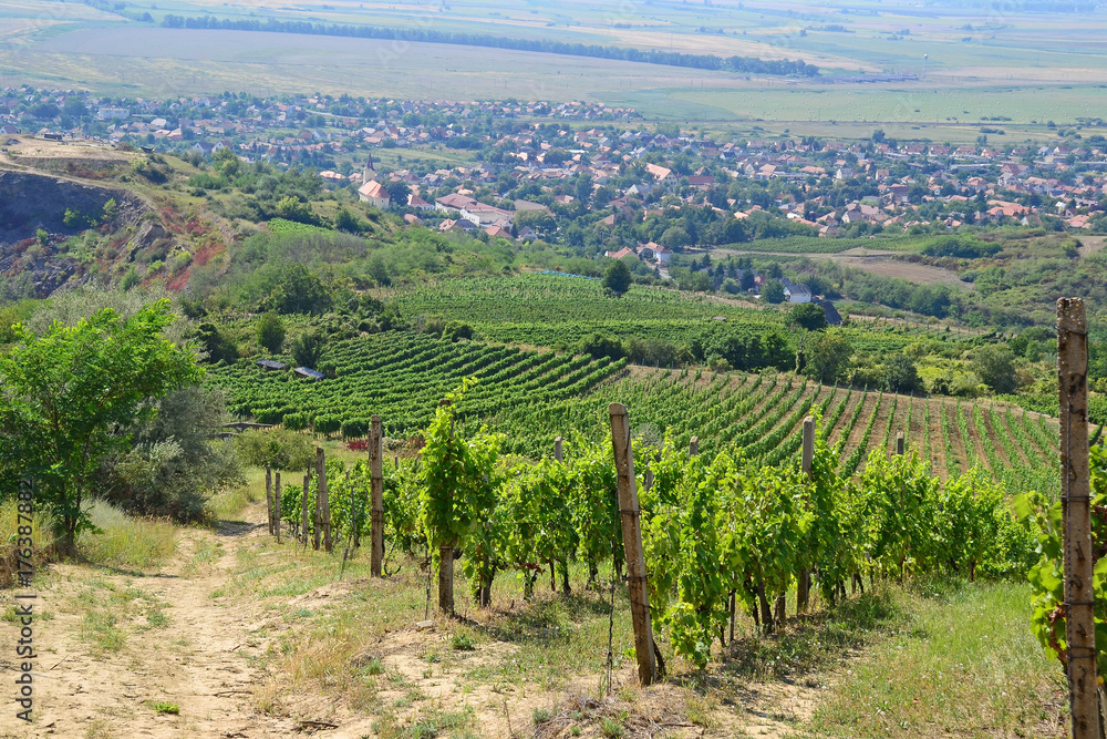 Vineyards on the hillside near Tarcal village, Hungary
