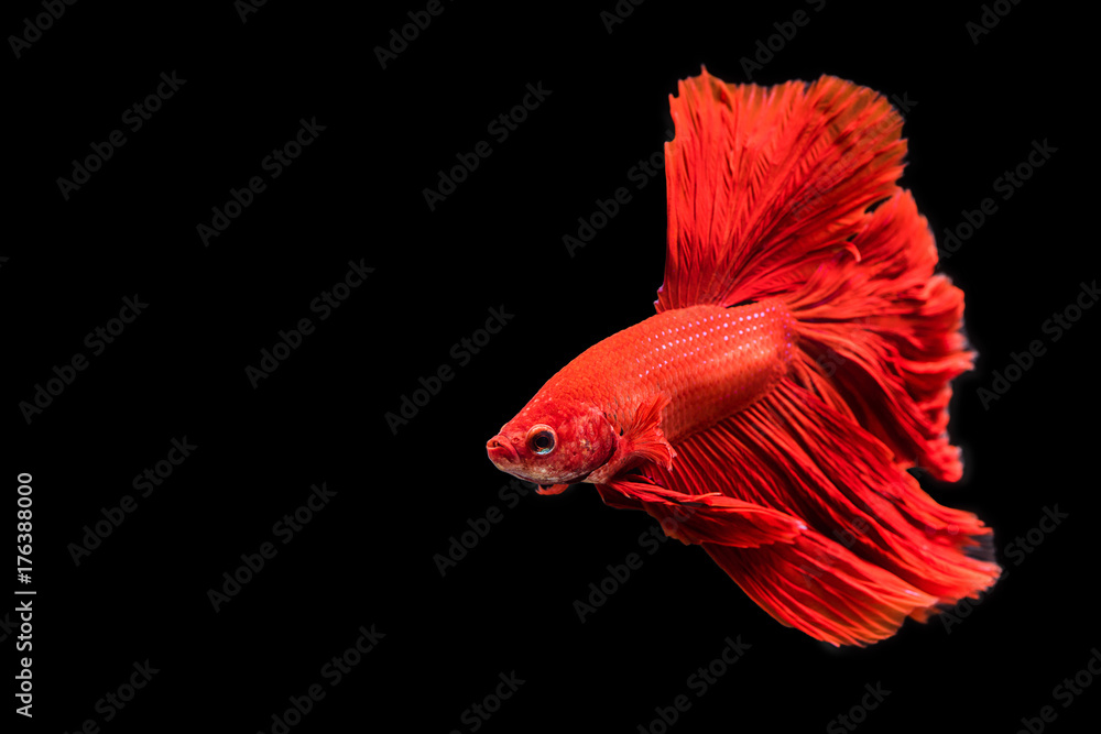 red siamese fighting fish on black background. red siamese fighting fish on black background.