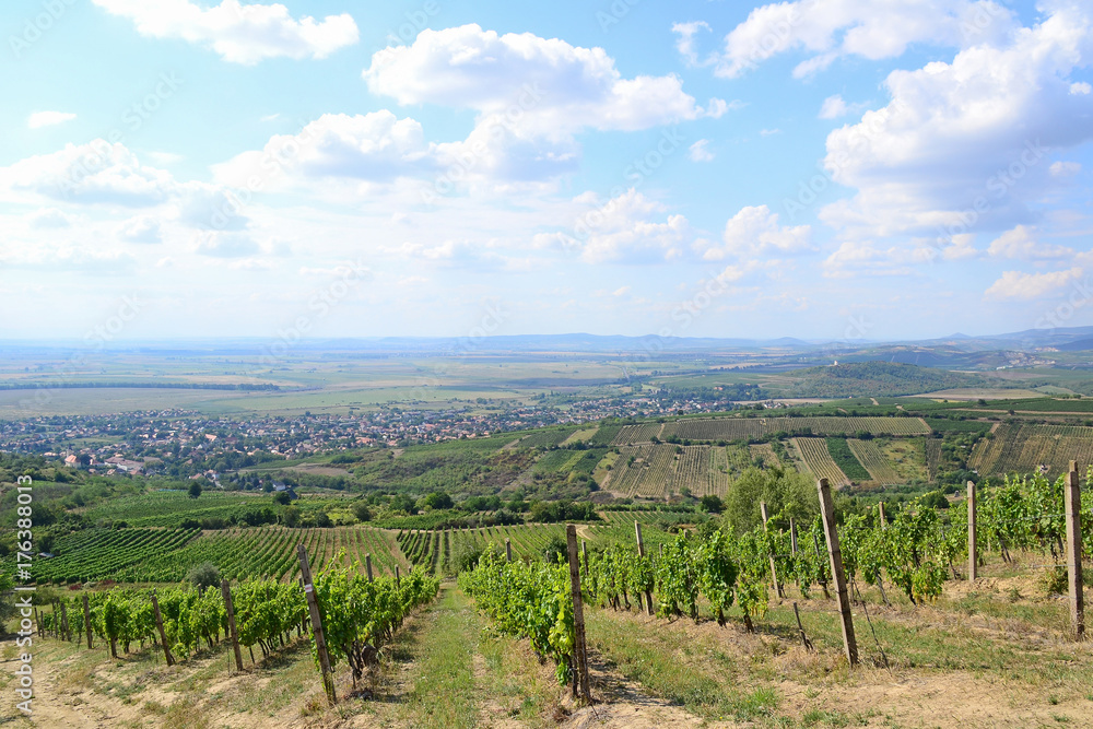 Obraz premium Vineyards on the hillside near Tarcal village, Hungary