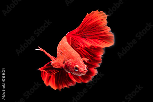 Photography red siamese fighting fish on black background.