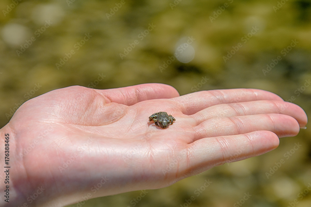 a small frog in your palm