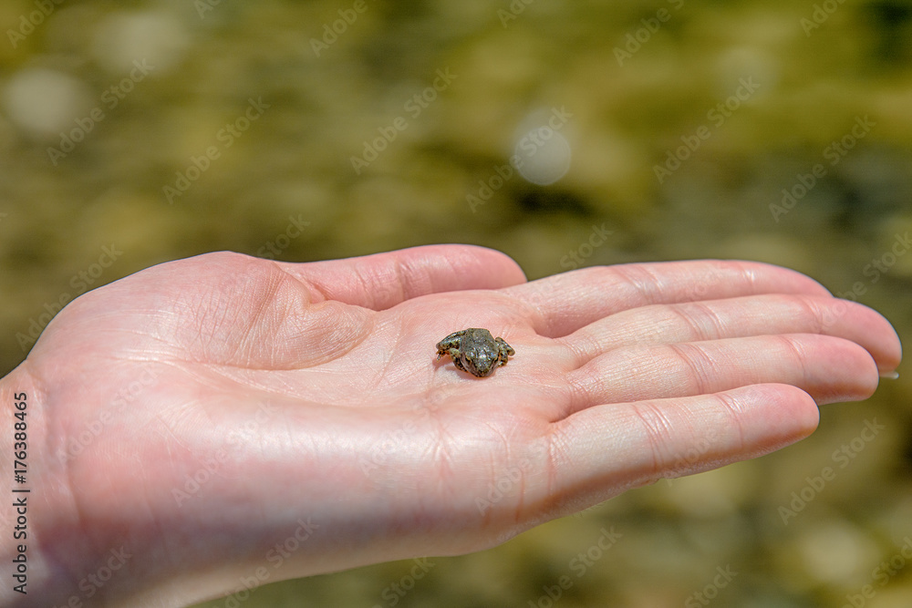 Naklejka premium a small frog in your palm