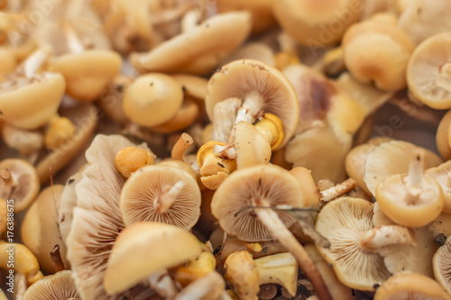 wild mushrooms fhoney agaric closeup background, selective focus