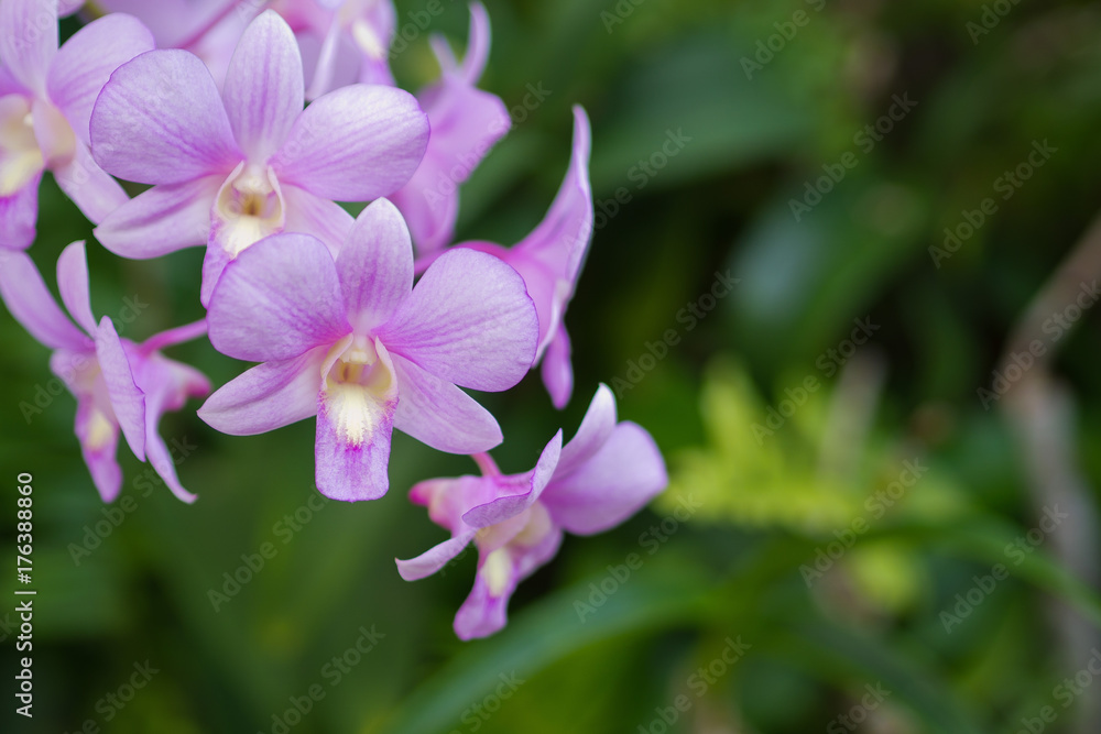  orchid flower