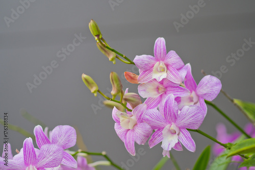  orchid flower