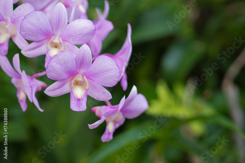  orchid flower © waranyu
