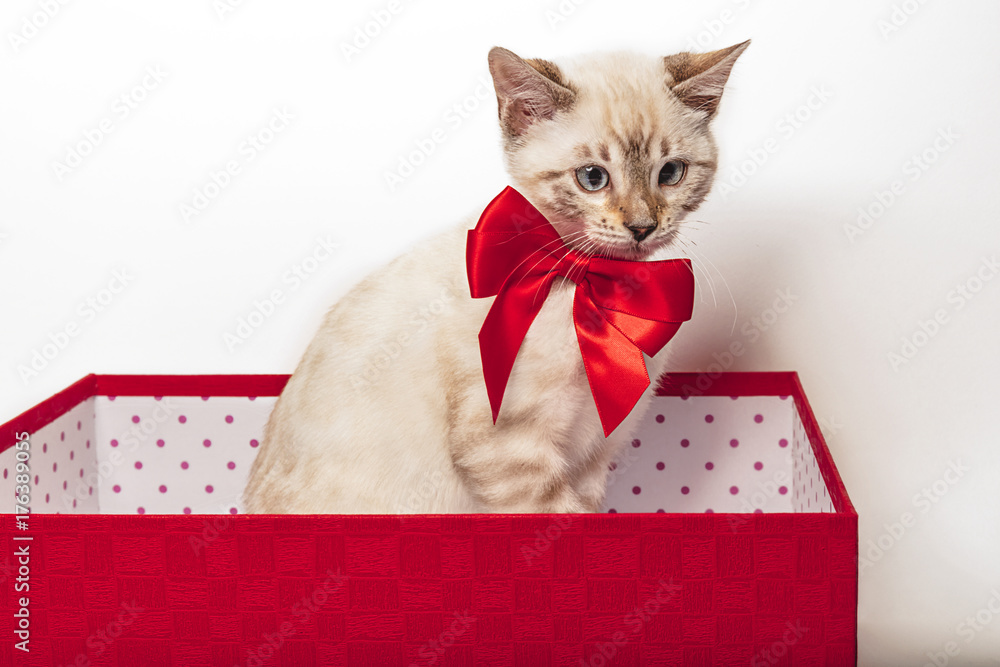 gattino con fiocco rosso nella scatola rossa Stock Photo | Adobe Stock