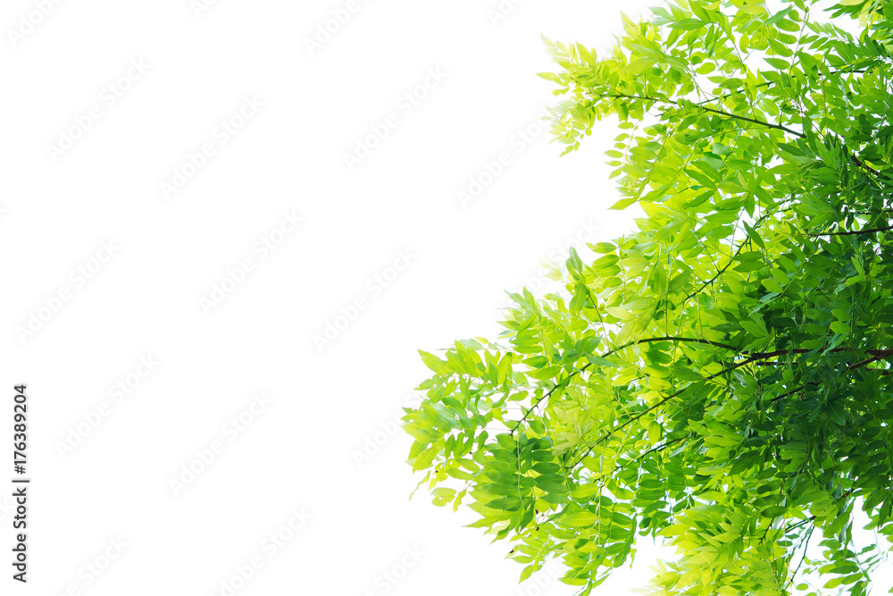 forest background . green nature background.big tree