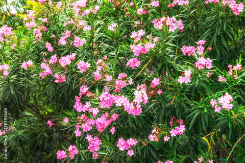 pink plumeria tree in garden for backdrop