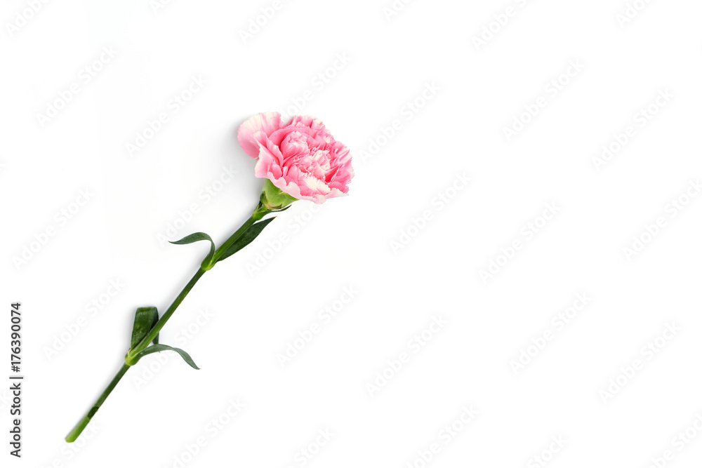 pink carnation flower isolated on white