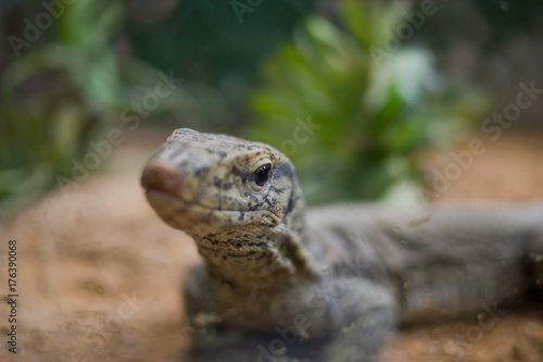 Lizard © waranyu