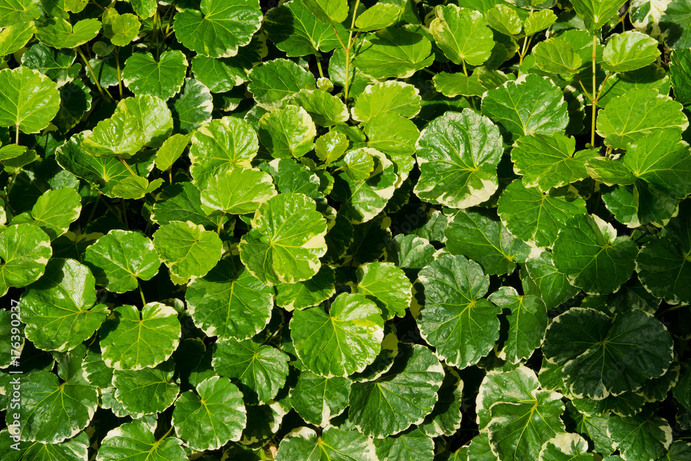 Green leaves natural background  wallpaper  / leaf texture