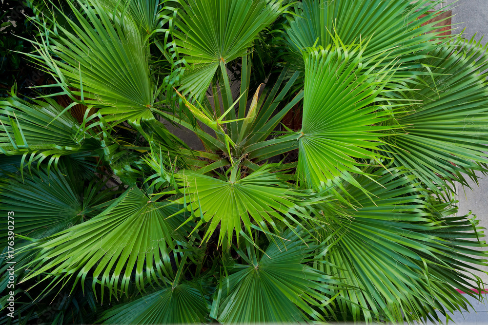 Fototapeta premium Green leaves natural background wallpaper / leaf texture