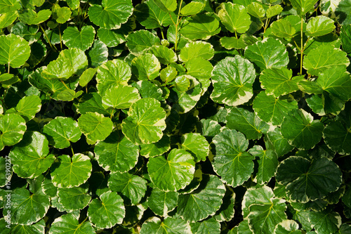 Green leaves natural background wallpaper / leaf texture