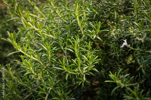 Rosemary Herb Patch 
