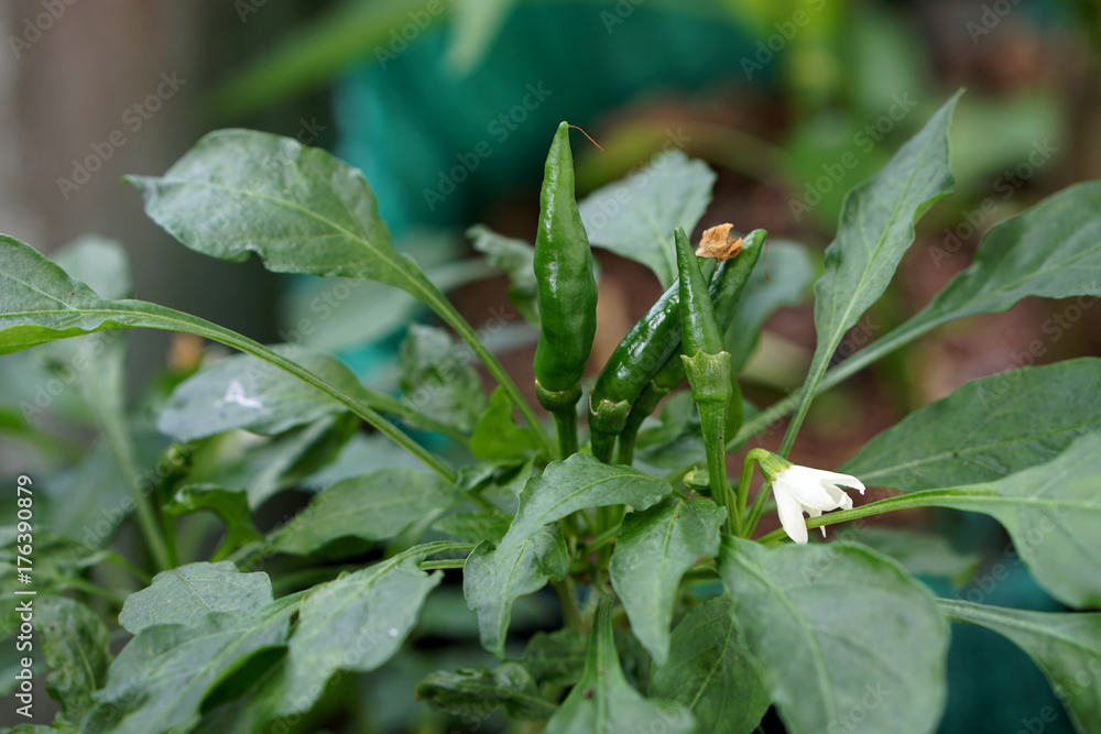Close up green peppers with leaf are grown in pots. Close up green peppers with leaf are grown in pots.