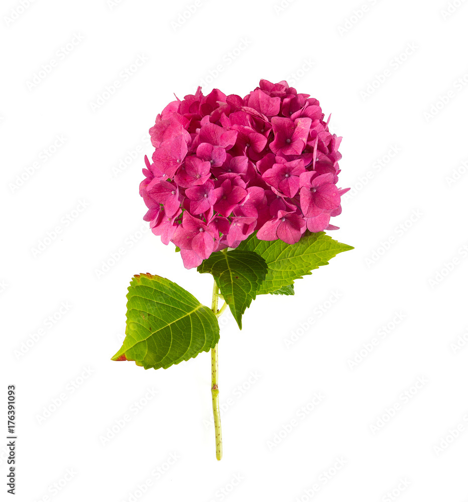 Obraz premium pink hydrangea isolated on white