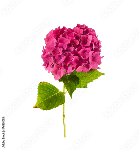 Wallpaper Mural pink hydrangea isolated on white
