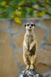 One meerkat standing on a rock and is closely monitoring what is happening around