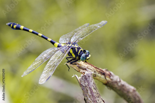 Image of gomphidae dragonfly(Ictinogomphus Decoratus) on dry branches. Insect. Animal